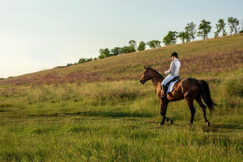 Horse Riding