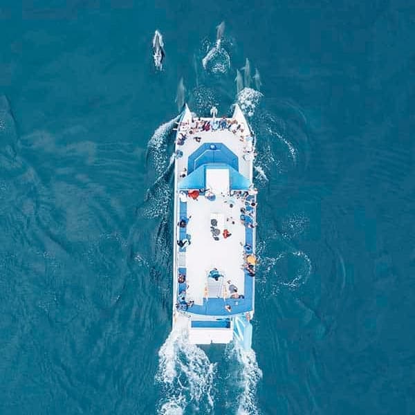 Dolphins & Benagil Caves