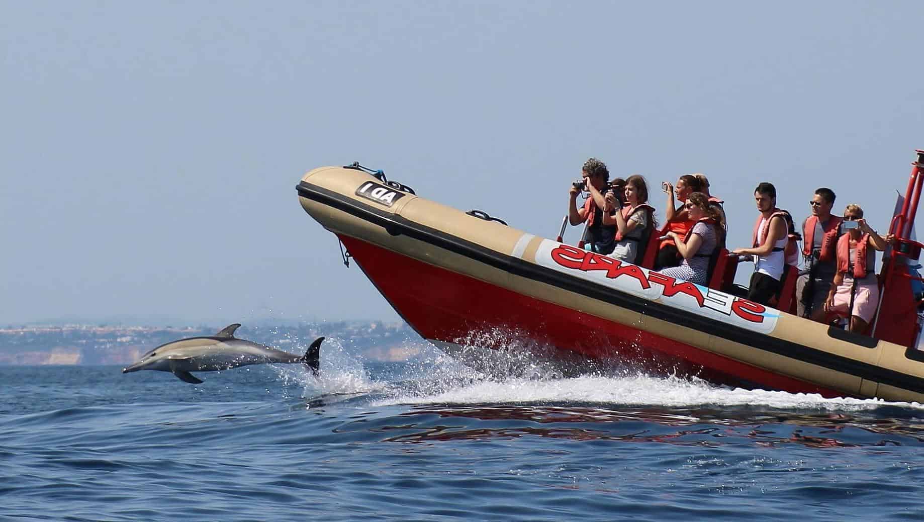 Dolphin Watching Tour